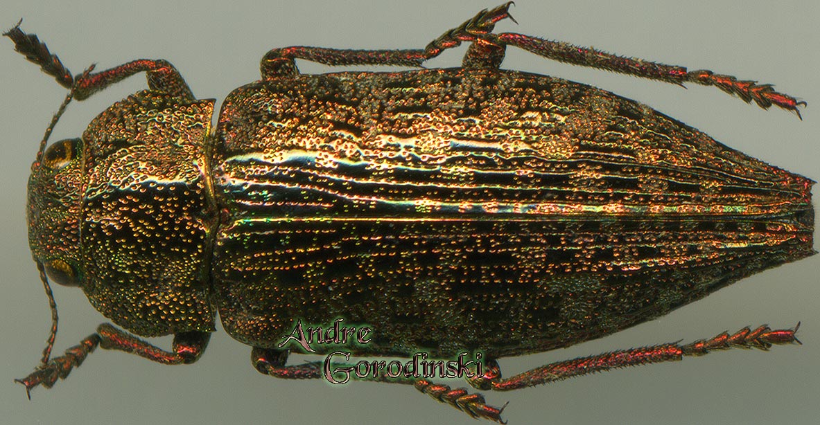 http://www.gorodinski.ru/buprestidae/Dicerca scabida.jpg